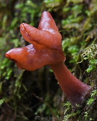 Gyromitra infula Pobjikha DW Ms