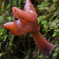 Gyromitra infula Pobjikha DW Ms