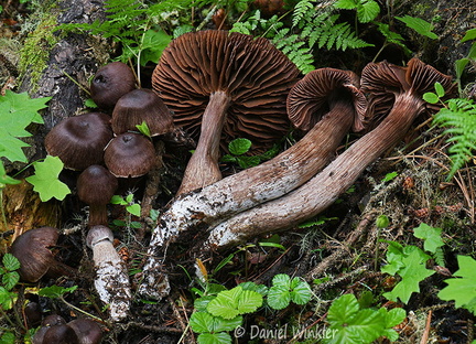 Cortinarius big w spruce Tangsibi DW Ms