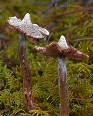 Cortinrius flexipes 2 Urgyen DW  Ms