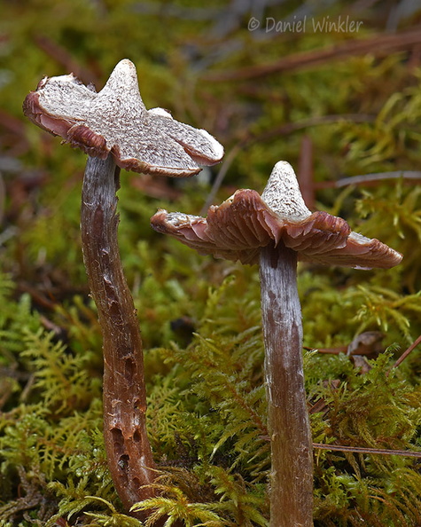 Cortinrius flexipes 2 Urgyen DW  Ms.jpg