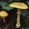 Amanita flaviconia 2 Haa DW Ms