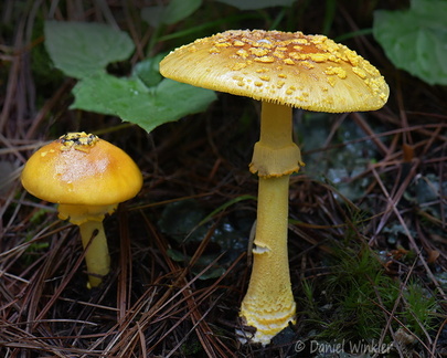 Amanita flaviconia 2 Haa DW Ms