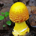 Amanita flavoconia Genekha DW Ms