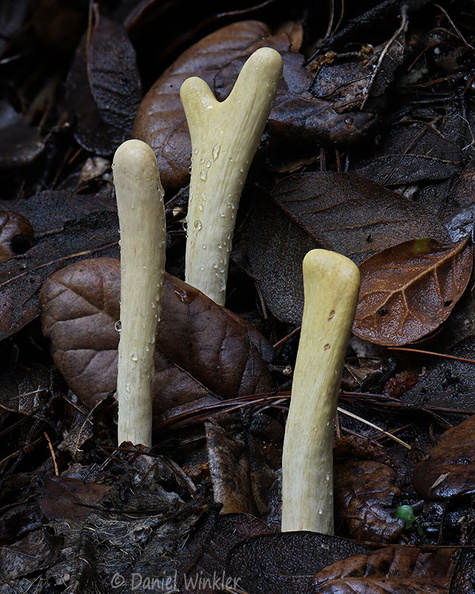 Clavariadelphus Genekha DW Ms.jpg