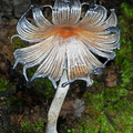 Coprinopsis atramentaria cap Genekha DW Ms