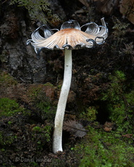 Coprinopsis atramentaria Genekha DW Ms