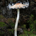 Coprinopsis atramentaria Genekha DW Ms