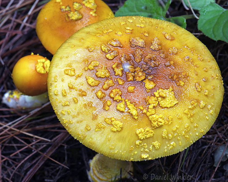 Amanita cap veil yellow Haa DW Ms.jpg