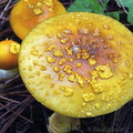 Amanita cap veil yellow Haa DW Ms