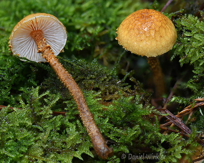 Cystoderma Disp Pobjikha DW Ms