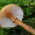 Cystoderma gills Pobjikha DW Ms