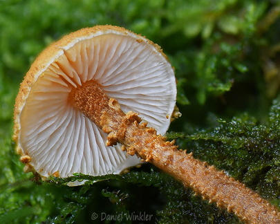 Cystoderma gills Pobjikha DW Ms