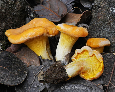 Cantharellus cibarius Disp Genekha DW Ms