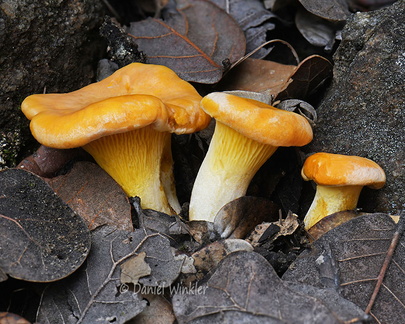 Cantharellus cibarius 3 Genekha DW Ms