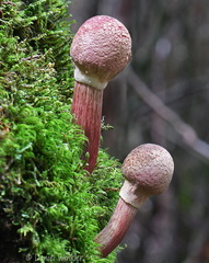 Boletellus emodensis 2 young CheleLa DW Ms
