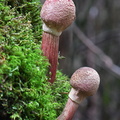 Boletellus emodensis 2 young CheleLa DW Ms
