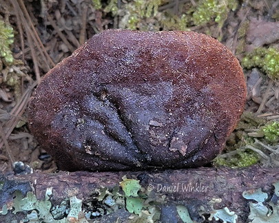 Galiella rufa side Phajoding Cp DW Ms