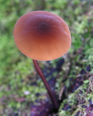 Marasmius cap Taktsang DW Ms