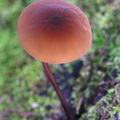 Marasmius cap Taktsang DW Ms