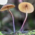 Marasmius Taktsang 2 Disp DW Ms