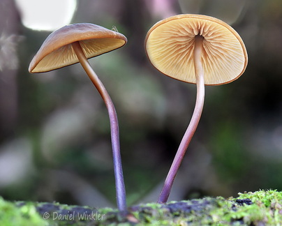 Marasmius Taktsang 2 Disp DW Ms