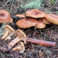 Clitocybe Tangsibi Cp DW Ms