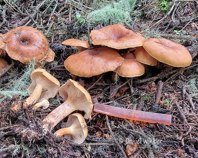 Clitocybe Tangsibi Cp DW Ms