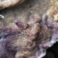 Crust Ogyen detail DW Ms