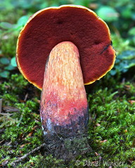 Bolete red pores Pobjikha DW Ms