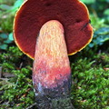 Bolete red pores Pobjikha DW Ms