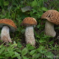 Boletus reticuloceps 3 DW Ms