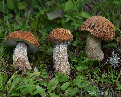 Boletus reticuloceps 3 DW Ms