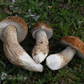 Boletus reticuloceps cleaned 3 DW Ms