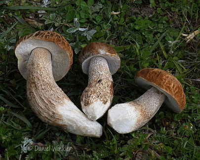 Boletus reticuloceps cleaned 3 DW Ms