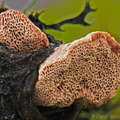 Hapalopilus nidulans Pobjikha DW Ms