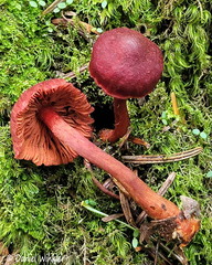 Dermocybe CheleLa Cp DW Ms