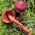Dermocybe CheleLa Cp DW Ms