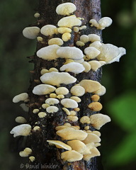 pleurotoid Pisalito DW Ms