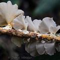 Inflatostereum glabrum pores PuertoAsis DW Ms