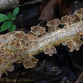 Inflatostereum glabrum PuertoAsis scale DW Ms
