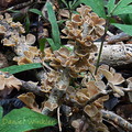 Inflatostereum glabrum PuertoAsis DW Ms