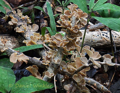 Inflatostereum glabrum PuertoAsis DW Ms