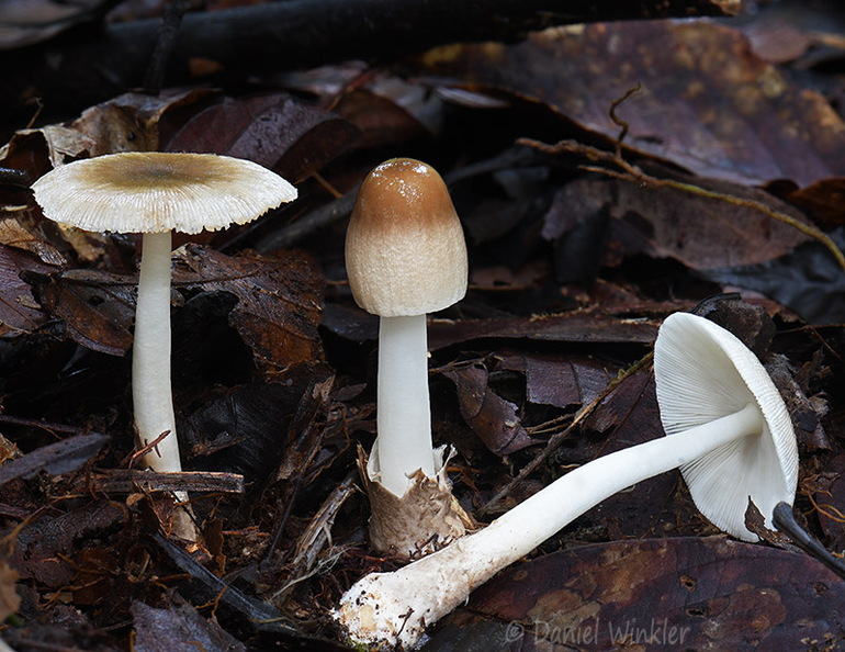 Amanita Villagarzon DW Ms.jpg