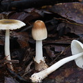 Amanita Villagarzon DW Ms