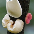 Philipsia domingensis forma alba Villagarzon DW Ms