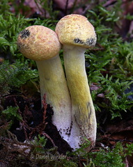 Pulveroboletus ravenelii DoChuLa DW Ms