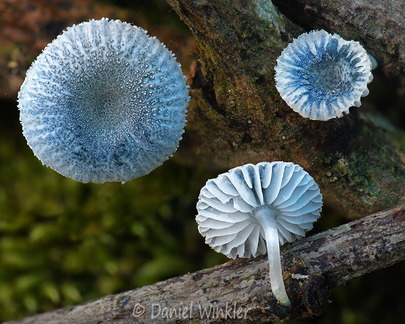 Mycena Basidopus 3 Tsirang DW Ms