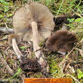 Entoloma Pobjikha hyb scale Cp DW Ms