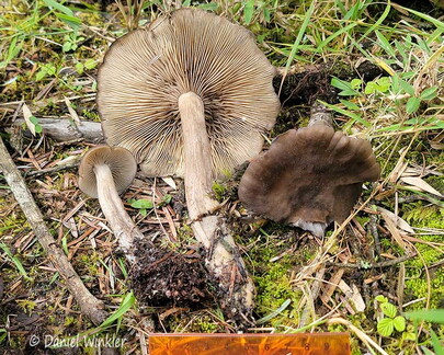 Entoloma Pobjikha hyb scale Cp DW Ms